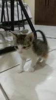 simba