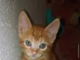 simba