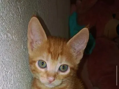 Gato raça SRD-ViraLata idade 2 a 6 meses nome simba
