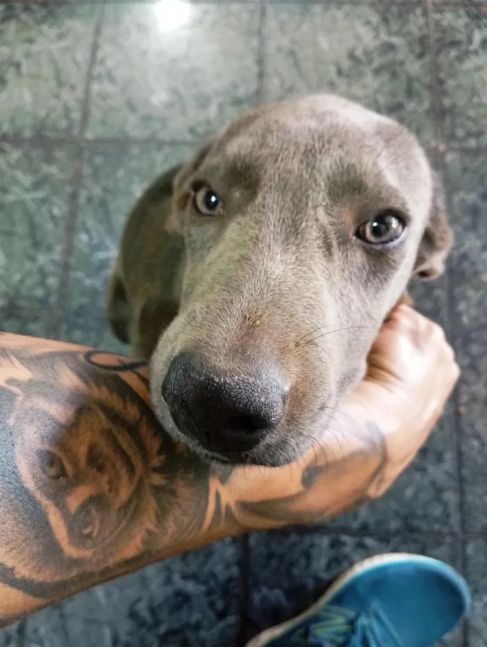 Cachorro raça SRD-ViraLata idade 1 ano nome Urso
