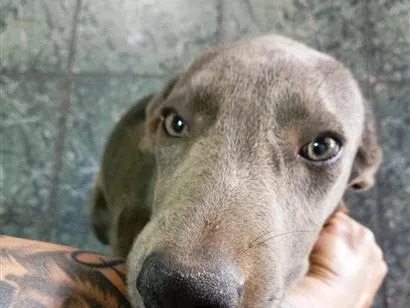 Cachorro raça SRD-ViraLata idade 1 ano nome Urso