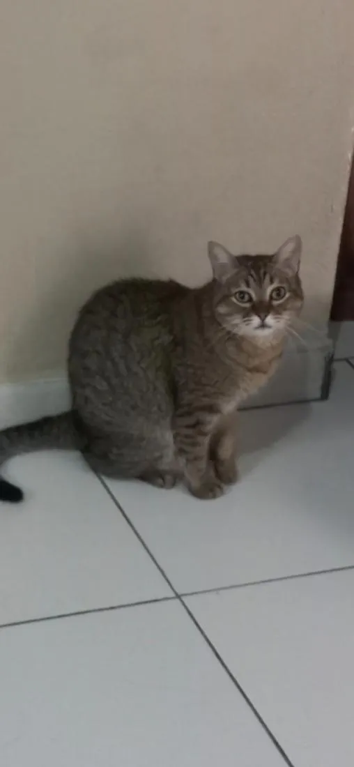 Gato raça SRD-ViraLata idade 5 anos nome Flora Maria