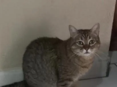 Gato raça SRD-ViraLata idade 5 anos nome Flora Maria