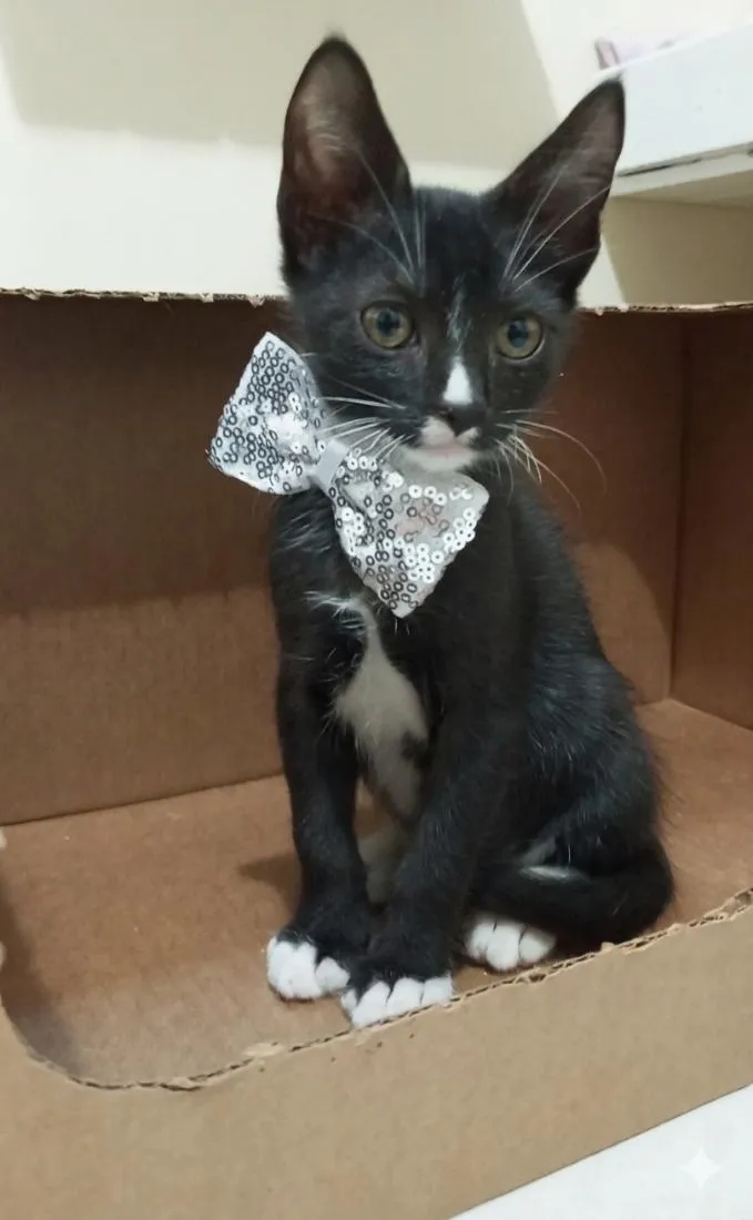 Gato raça SRD-ViraLata idade 2 a 6 meses nome Leo
