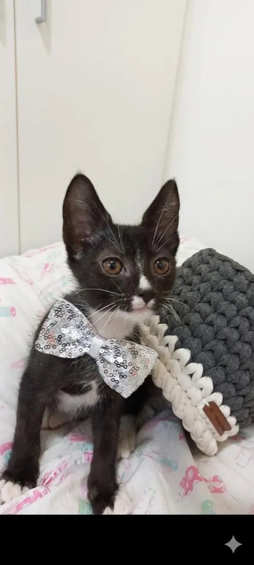 Gato raça SRD-ViraLata idade 2 a 6 meses nome Leo
