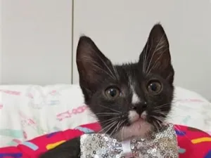 Gato raça SRD-ViraLata idade 2 a 6 meses nome Leo