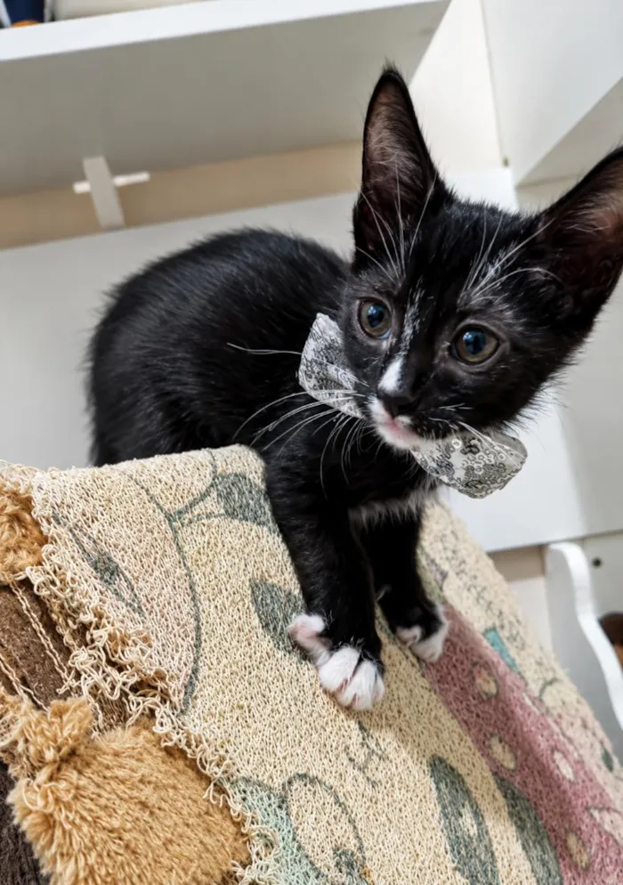 Gato raça SRD-ViraLata idade 2 a 6 meses nome Leo