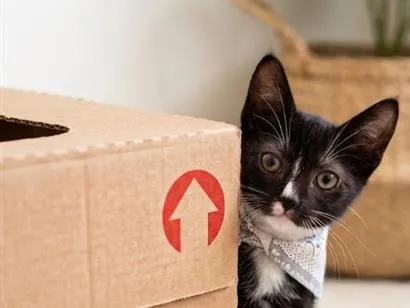 Gato raça SRD-ViraLata idade 2 a 6 meses nome Leo