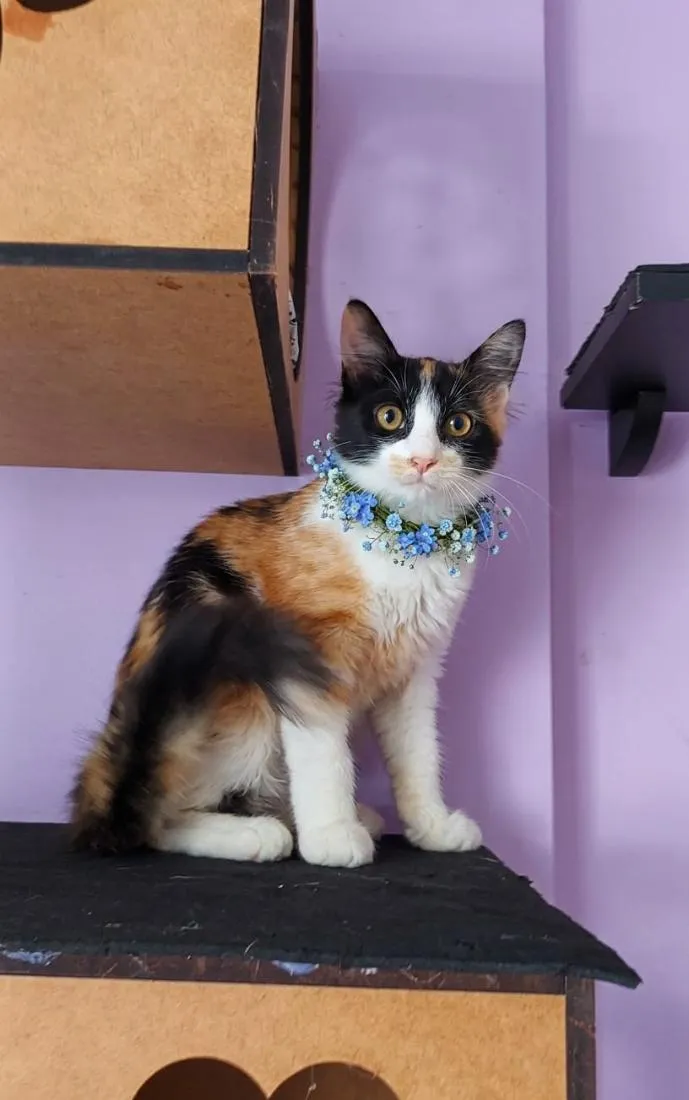 Gato raça SRD-ViraLata idade 2 a 6 meses nome Chanel