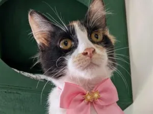 Gato raça SRD-ViraLata idade 2 a 6 meses nome Chanel