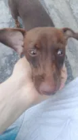cacau