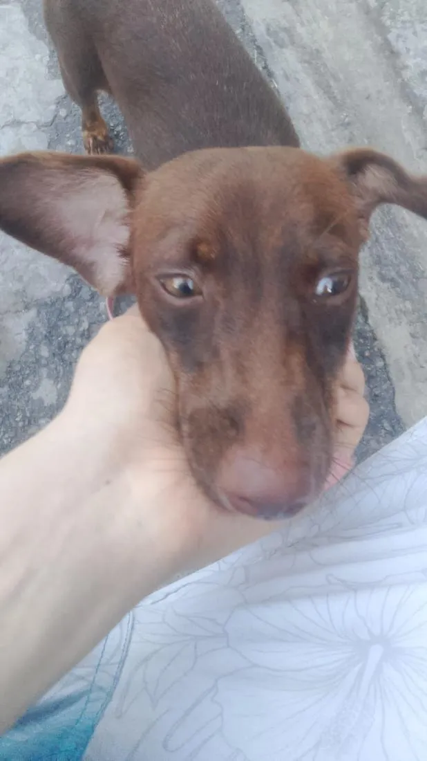 Cachorro raça SRD-ViraLata idade Abaixo de 2 meses nome cacau