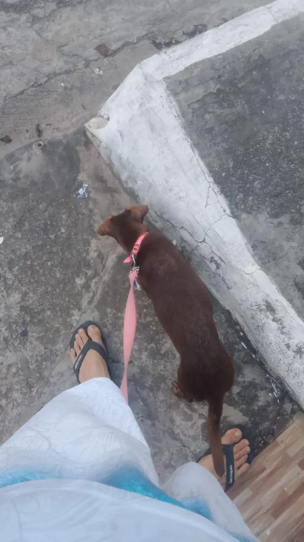 Cachorro raça SRD-ViraLata idade Abaixo de 2 meses nome cacau