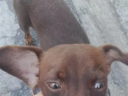Cachorro raça SRD-ViraLata idade Abaixo de 2 meses nome cacau