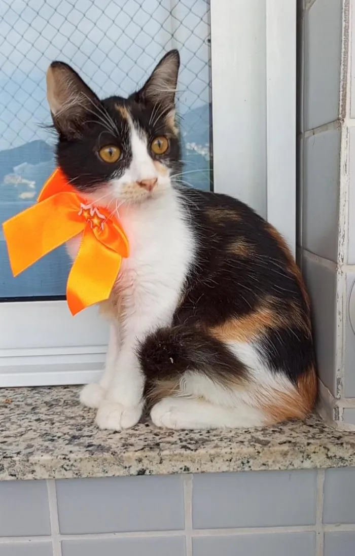 Gato raça SRD-ViraLata idade 2 a 6 meses nome Chanel