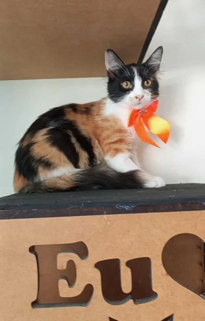 Gato raça SRD-ViraLata idade 2 a 6 meses nome Chanel
