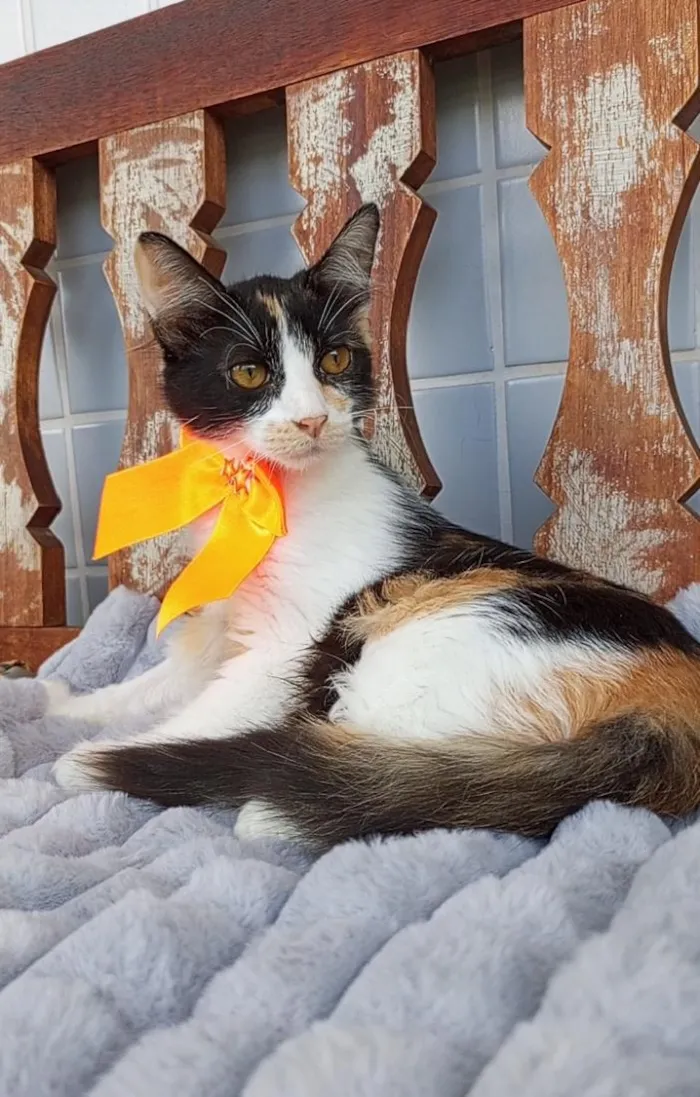 Gato raça SRD-ViraLata idade 2 a 6 meses nome Chanel