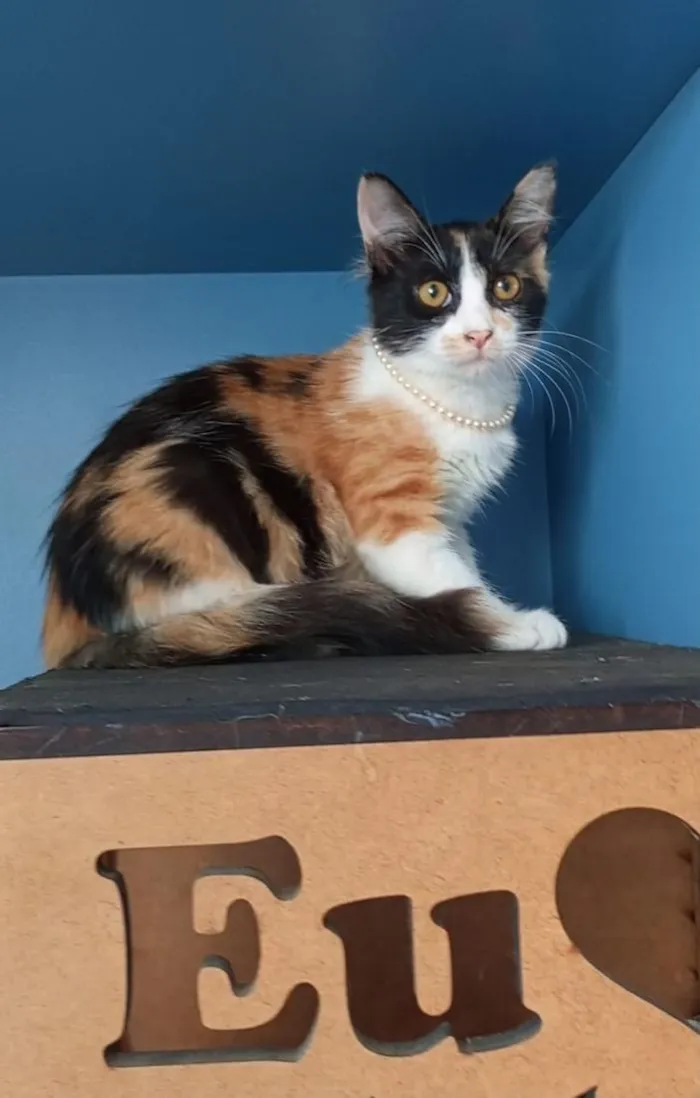 Gato raça SRD-ViraLata idade 2 a 6 meses nome Chanel