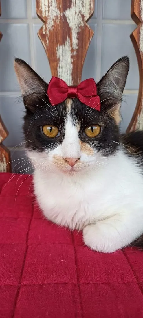 Gato raça SRD-ViraLata idade 2 a 6 meses nome Chanel
