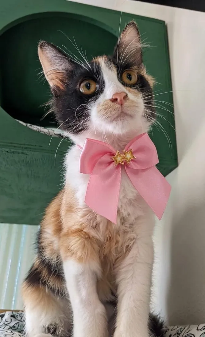 Gato raça SRD-ViraLata idade 2 a 6 meses nome Chanel