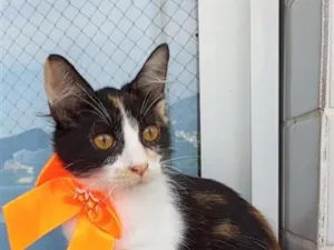 Gato raça SRD-ViraLata idade 2 a 6 meses nome Chanel