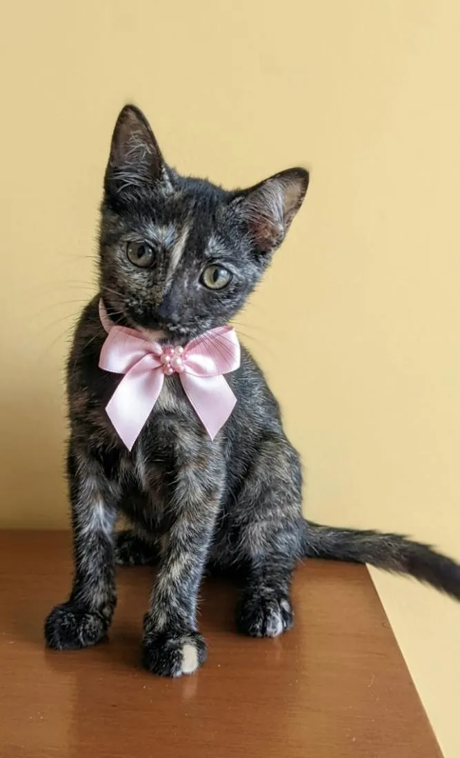 Gato raça SRD-ViraLata idade 2 a 6 meses nome Charlotte
