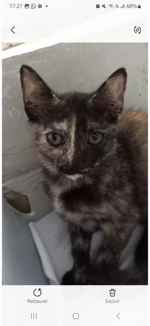 Gato raça SRD-ViraLata idade 2 a 6 meses nome Charlotte