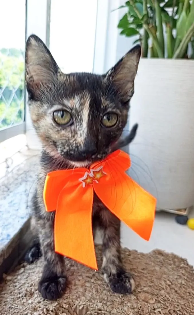 Gato raça SRD-ViraLata idade 2 a 6 meses nome Charlotte