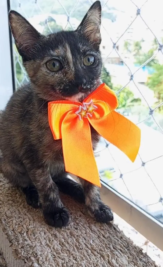 Gato raça SRD-ViraLata idade 2 a 6 meses nome Charlotte