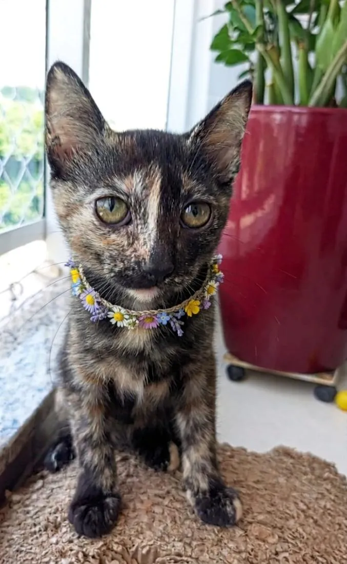 Gato raça SRD-ViraLata idade 2 a 6 meses nome Charlotte