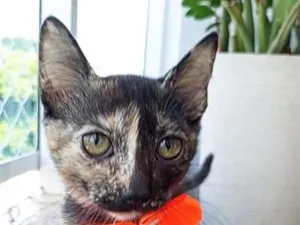 Gato raça SRD-ViraLata idade 2 a 6 meses nome Charlotte