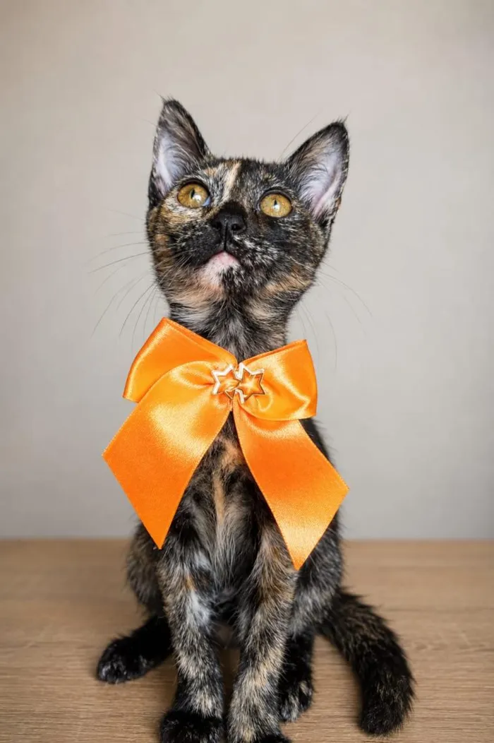 Gato raça SRD-ViraLata idade 2 a 6 meses nome Charlotte