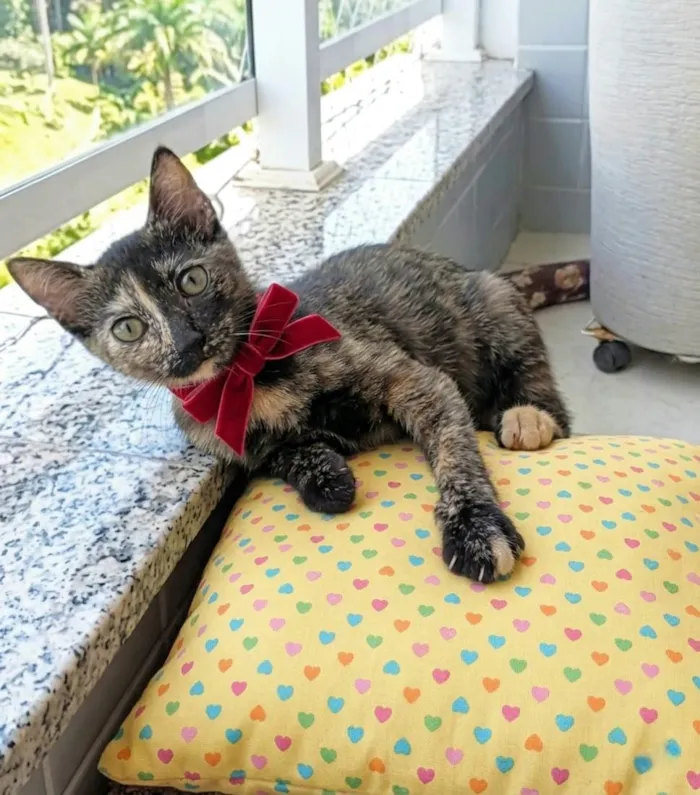 Gato raça SRD-ViraLata idade 2 a 6 meses nome Charlotte