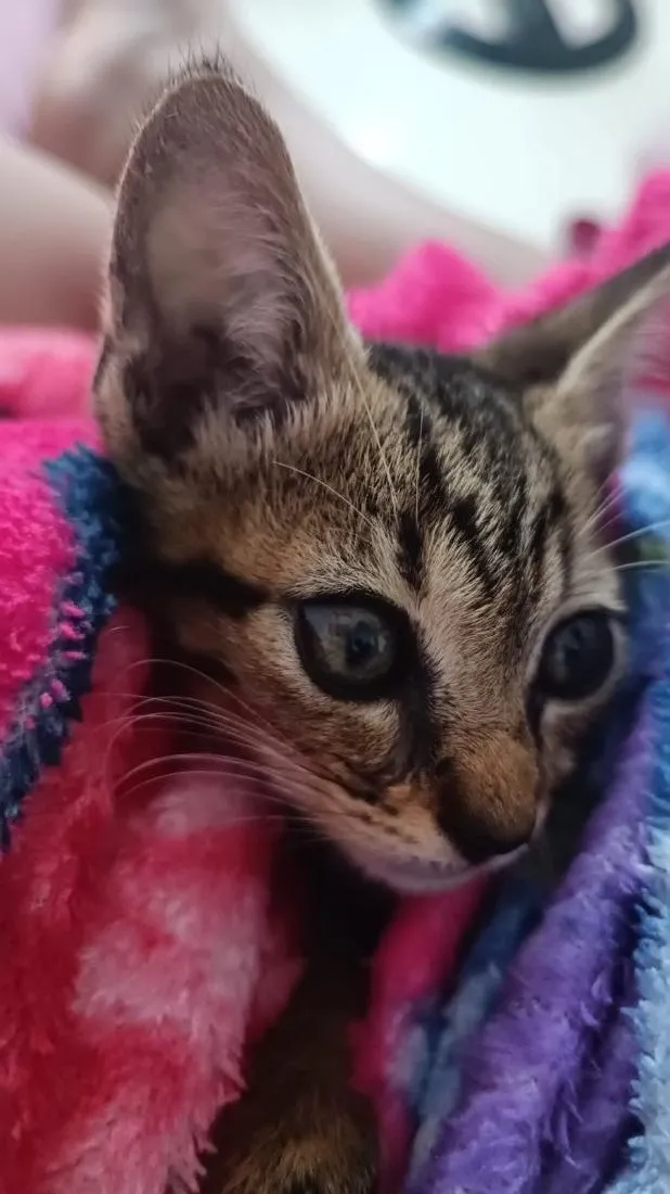Gato raça SRD-ViraLata idade Abaixo de 2 meses nome sem nome , encontrei ele ontem a noite 