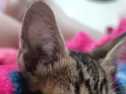 Gato raça SRD-ViraLata idade Abaixo de 2 meses nome sem nome , encontrei ele ontem a noite 