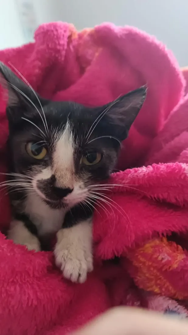 Gato raça SRD-ViraLata idade Abaixo de 2 meses nome ainda estão sem nome 