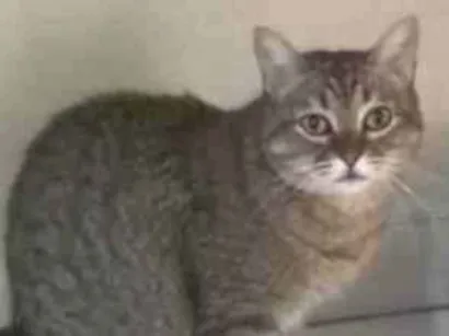 Gato raça SRD-ViraLata idade 5 anos nome Flora Maria