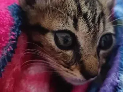 Gato raça SRD-ViraLata idade Abaixo de 2 meses nome sem nome , encontrei ele ontem a noite 