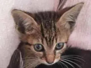 Gato raça SRD-ViraLata idade Abaixo de 2 meses nome ainda estão sem nome 