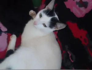 Gato raça SRD-ViraLata idade 1 ano nome panda