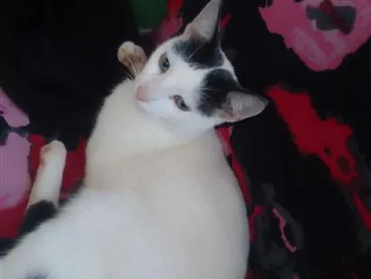 Gato raça SRD-ViraLata idade 1 ano nome panda