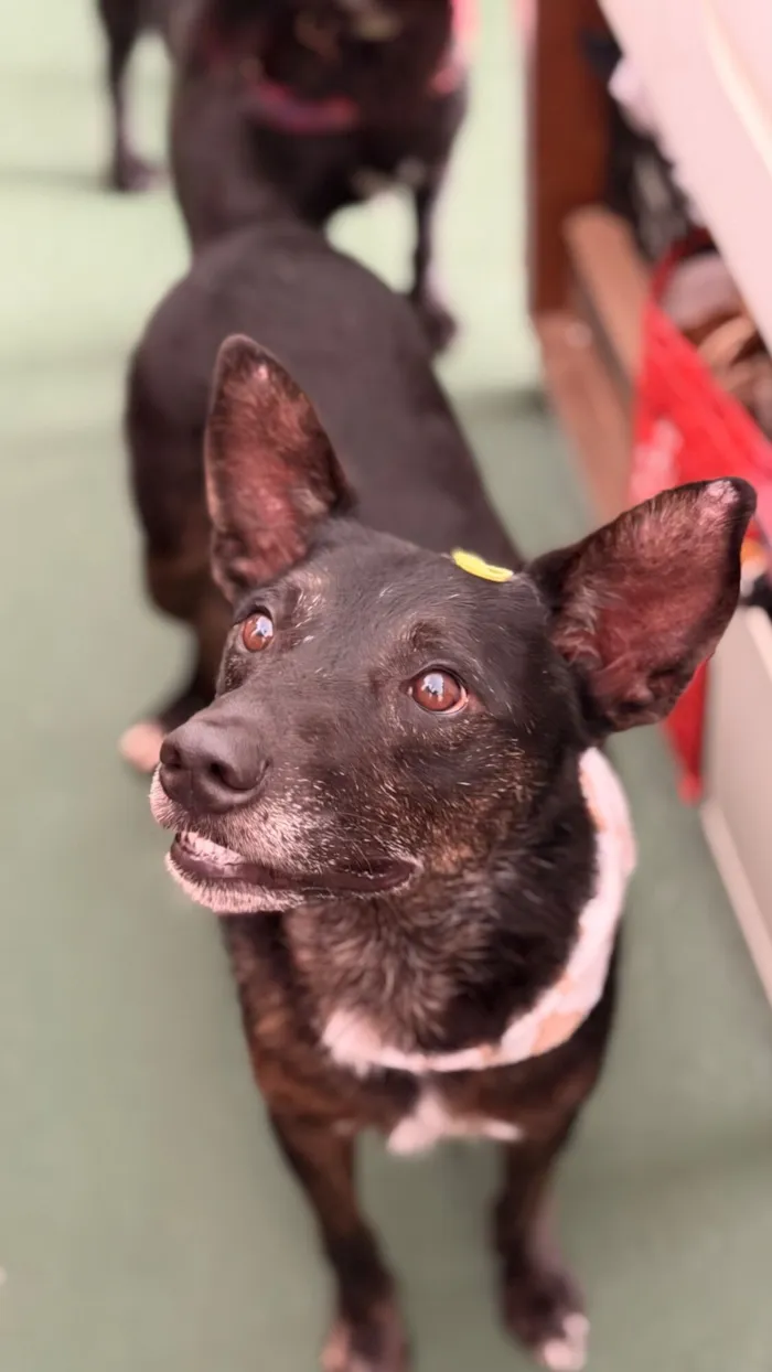 Cachorro raça SRD-ViraLata idade 4 anos nome Budy
