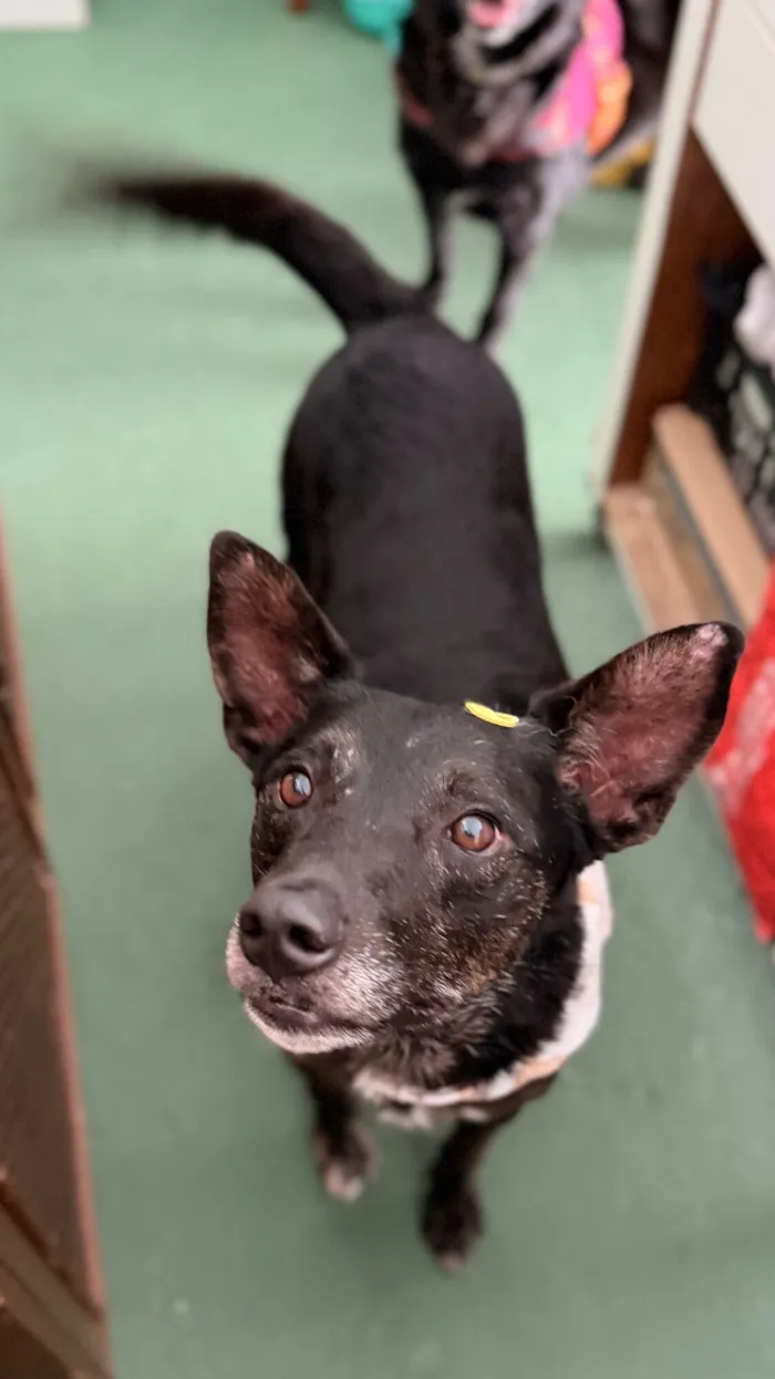 Cachorro raça SRD-ViraLata idade 4 anos nome Budy