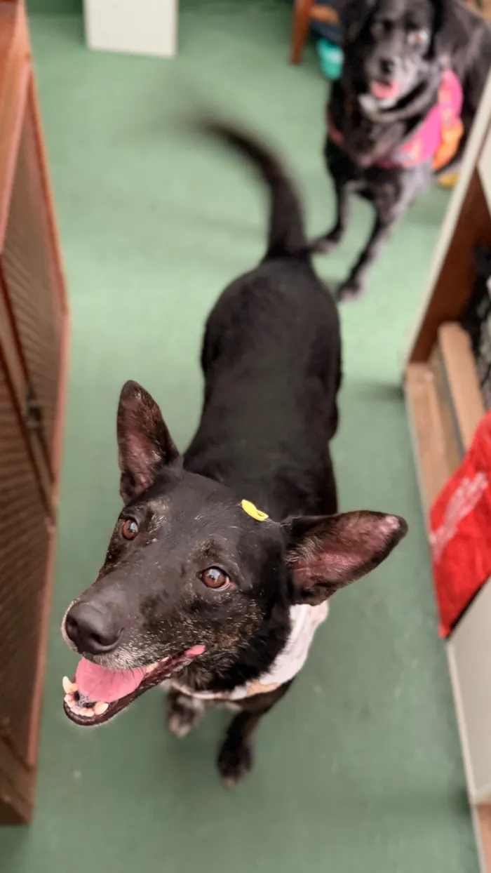 Cachorro raça SRD-ViraLata idade 4 anos nome Budy