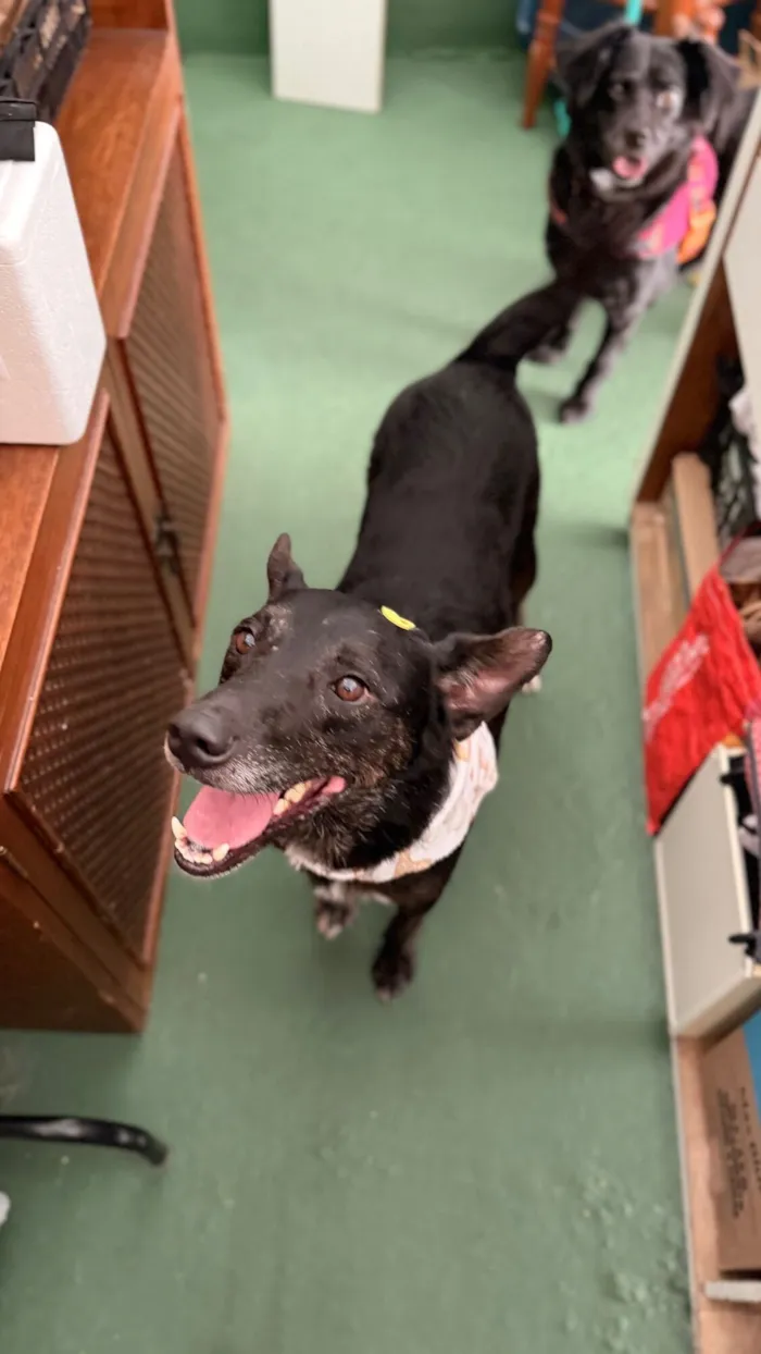 Cachorro raça SRD-ViraLata idade 4 anos nome Budy