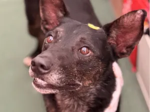 Cachorro raça SRD-ViraLata idade 4 anos nome Budy