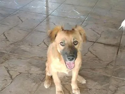 Cachorro raça SRD-ViraLata idade 2 a 6 meses nome luna