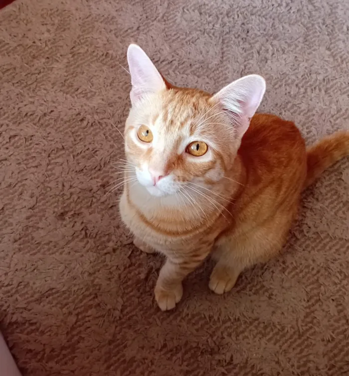 Gato raça SRD-ViraLata idade 7 a 11 meses nome Garfield