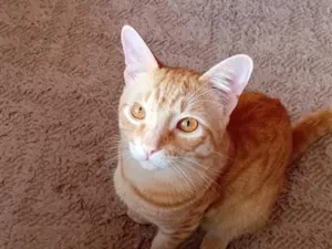 Gato raça SRD-ViraLata idade 7 a 11 meses nome Garfield