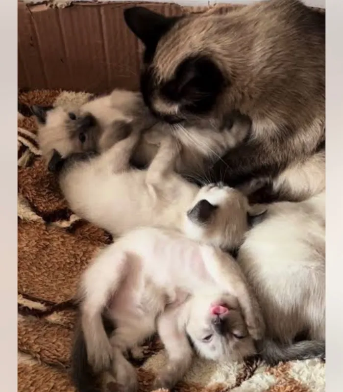 Gato raça SRD-ViraLata idade Abaixo de 2 meses nome Nem todos tem nome